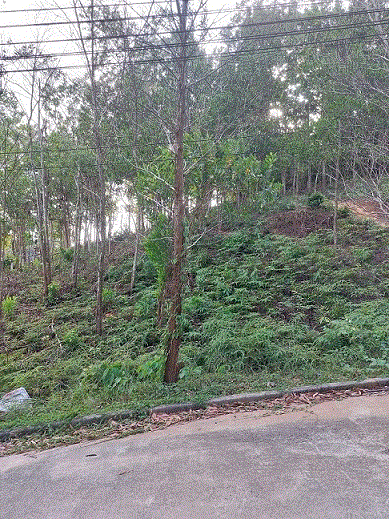 ที่ดินหลุดจำนอง ธ.ธนาคารกรุงเทพ กะทู้ กะทู้ ภูเก็ต